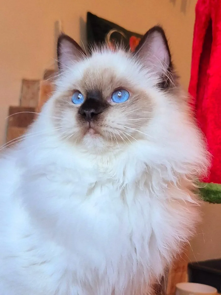 Stunning ragdoll male kitten - Image 2