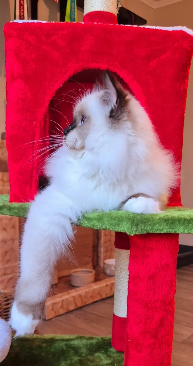 Stunning ragdoll male kitten - Image 3