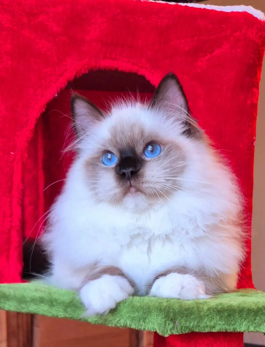Stunning ragdoll male kitten - Image 1