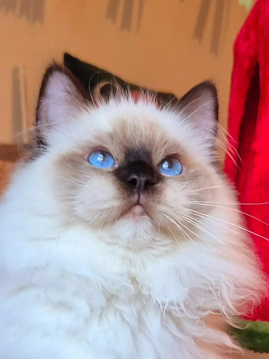 Stunning ragdoll male kitten - Image 4