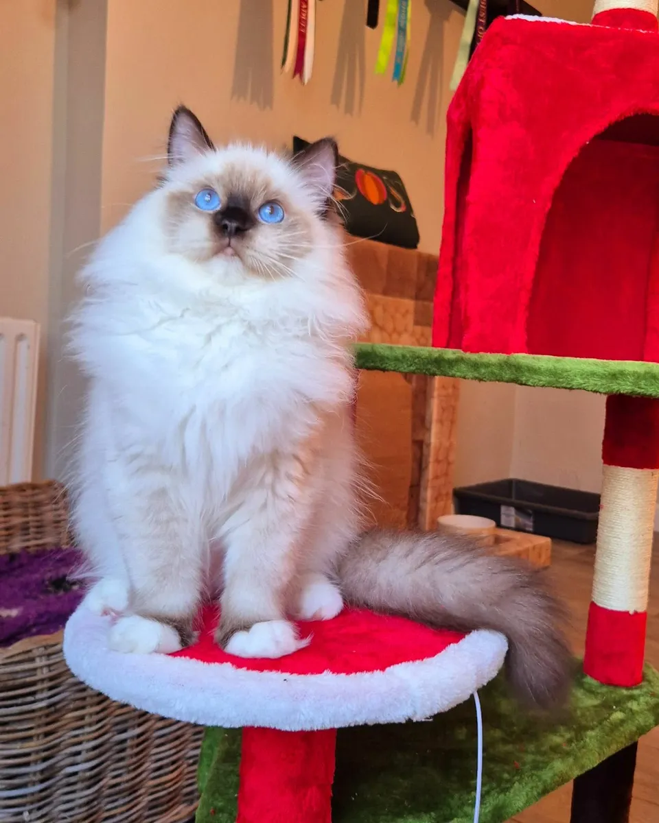 Stunning ragdoll male kitten - Image 2