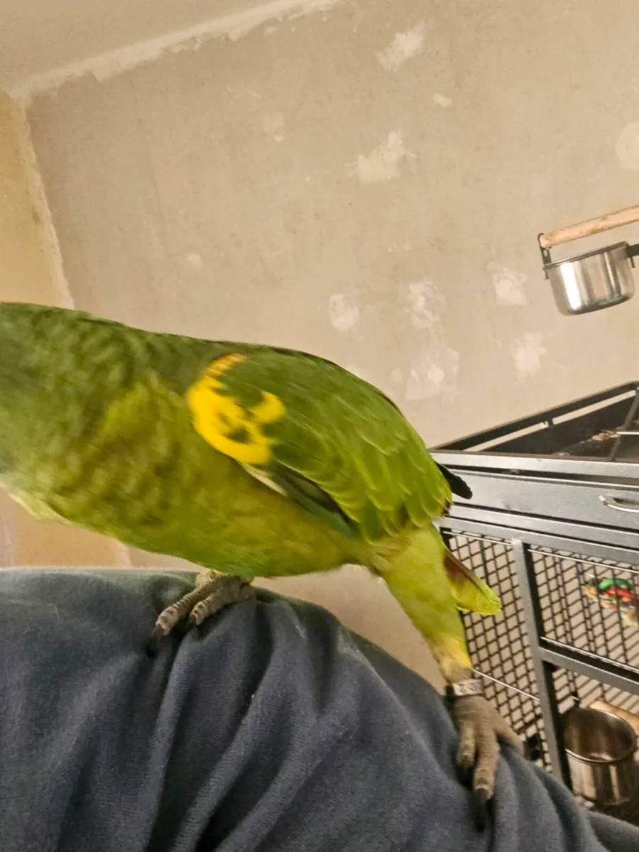 Blue fronted amazon - Image 3