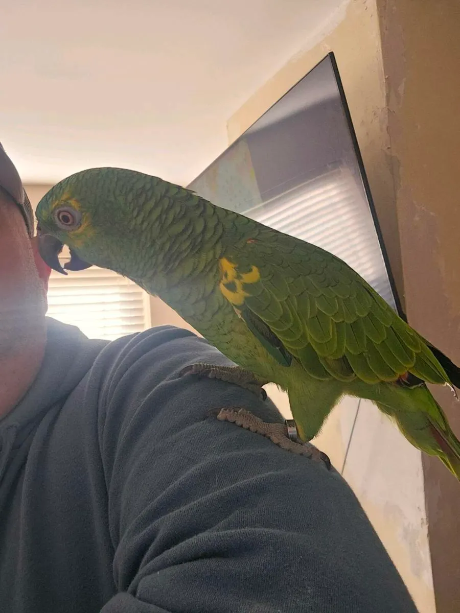 Blue fronted amazon - Image 4