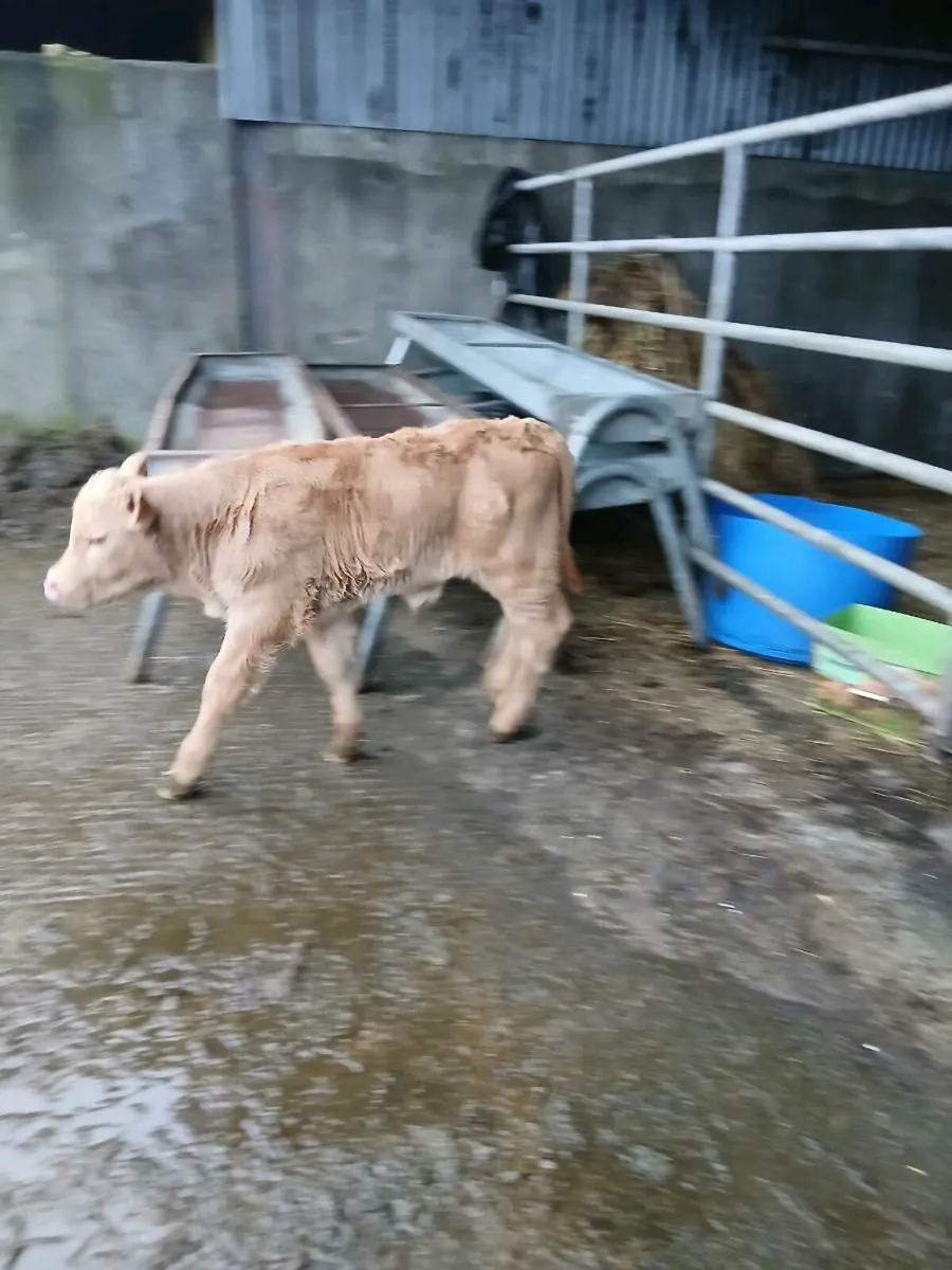 Calved heifer and heifer calf - Image 2