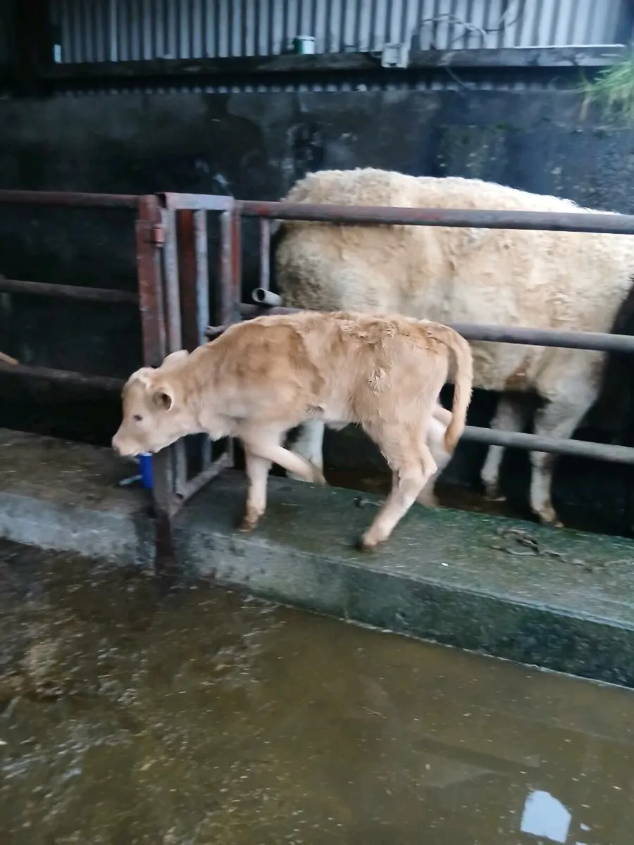 Calved heifer and heifer calf - Image 3