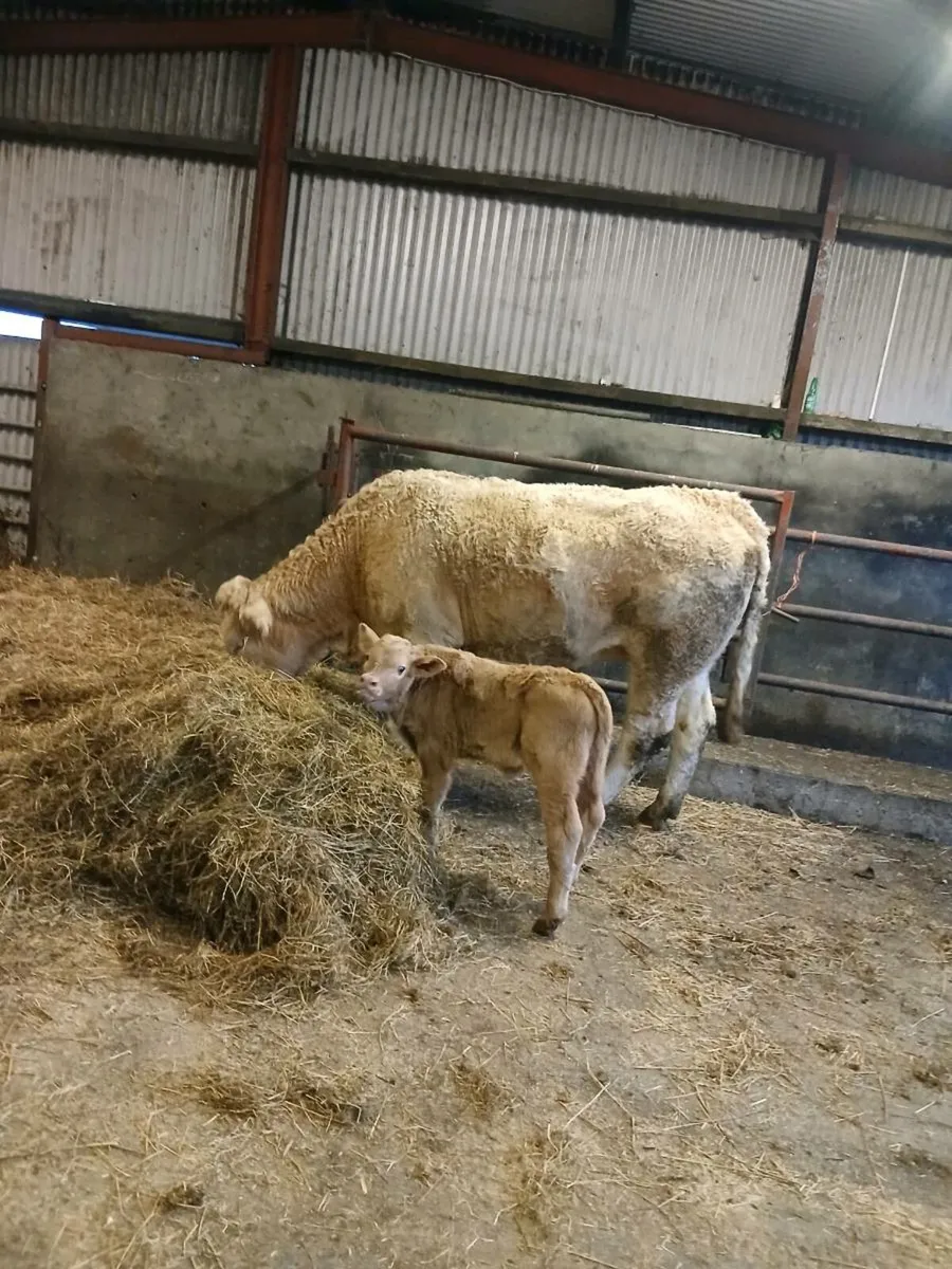 Calved heifer and heifer calf - Image 1