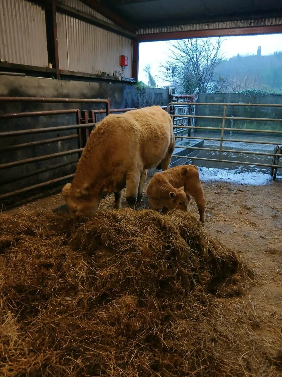 Calved heifer and heifer calf - Image 4