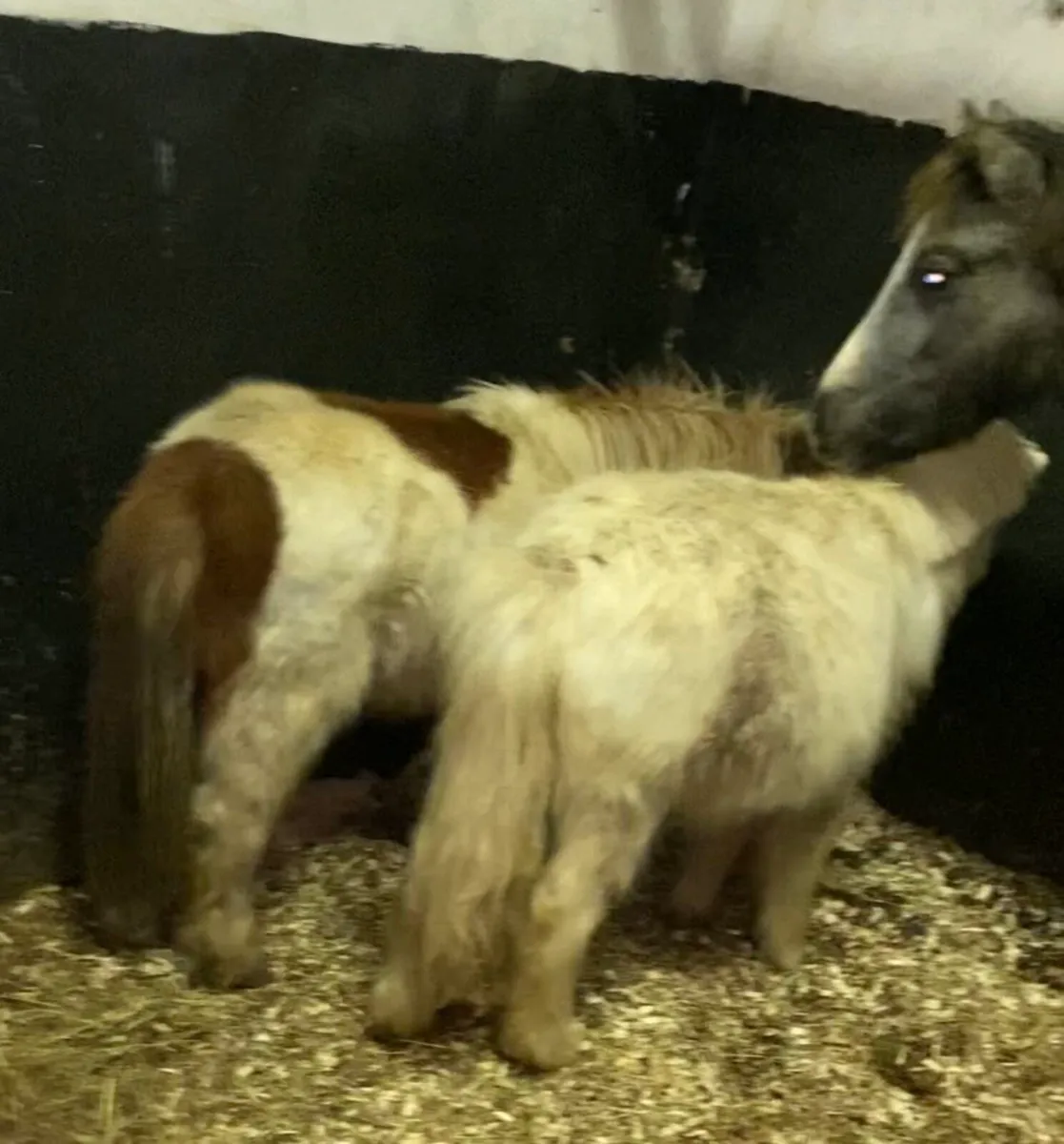 Miniature Colt - Image 4