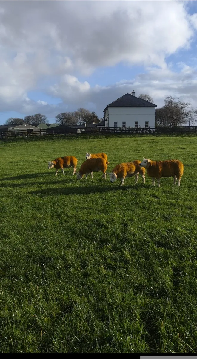 Pedigree Texel inlamb sale Roscommon mart - Image 1