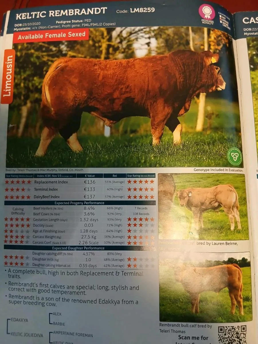 Calved Heifer and limousine calf - Image 3