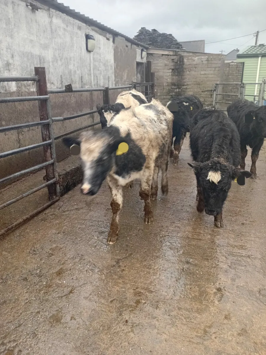 Weanling bulls - Image 1