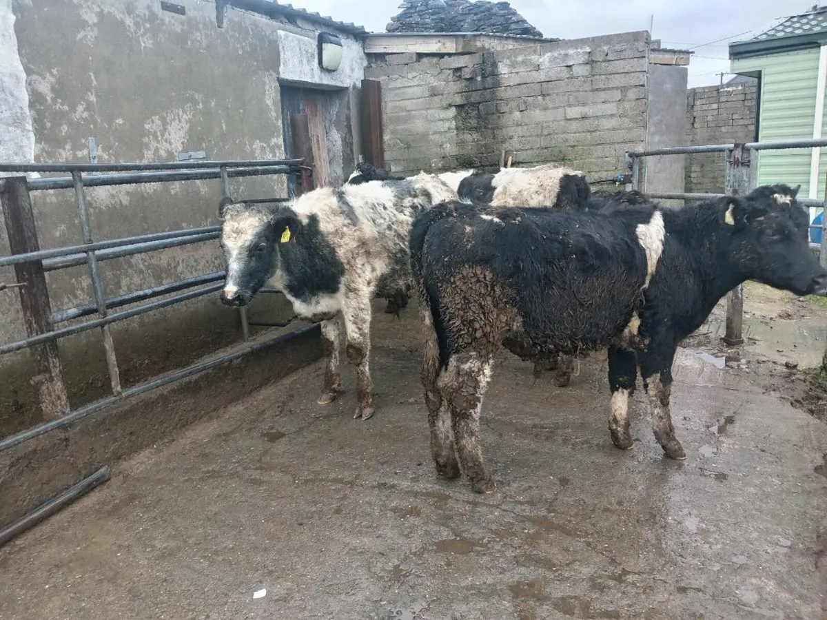Weanling bulls - Image 2