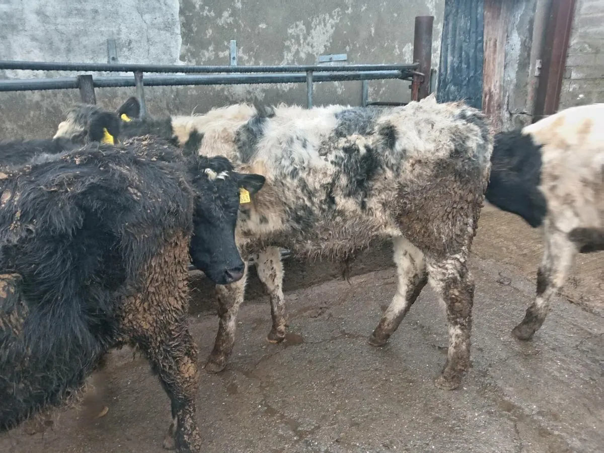 Weanling bulls - Image 3