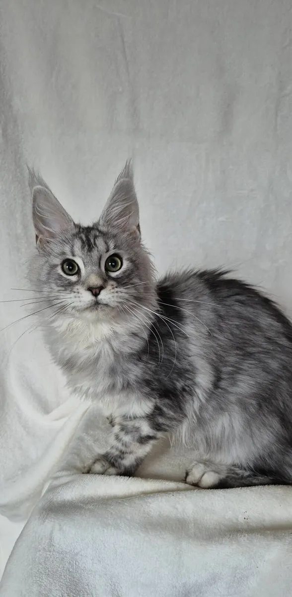 Maine Coon - Image 1