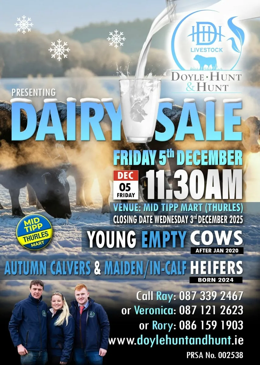 Easy Calving Pedigree Angus Bull - Image 4