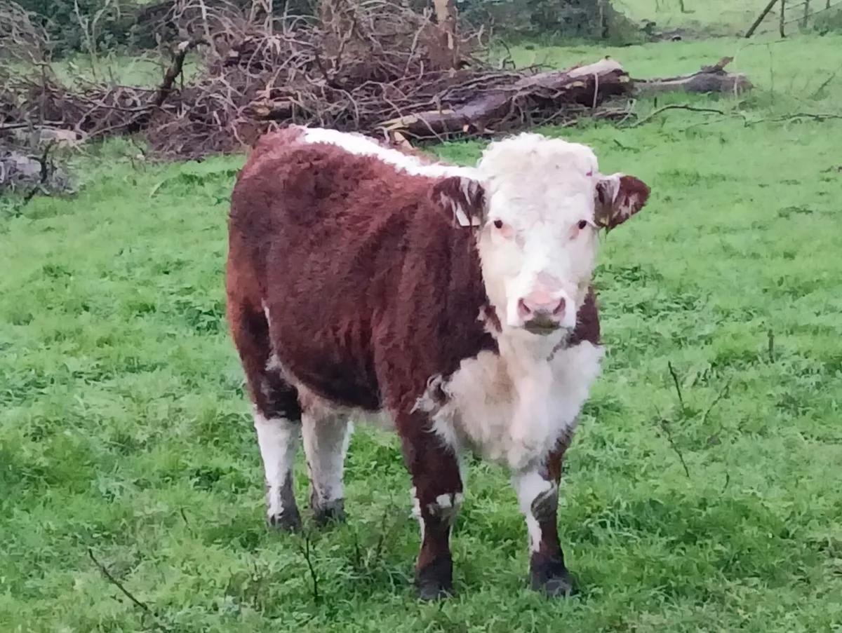 Hereford heifer - Image 1