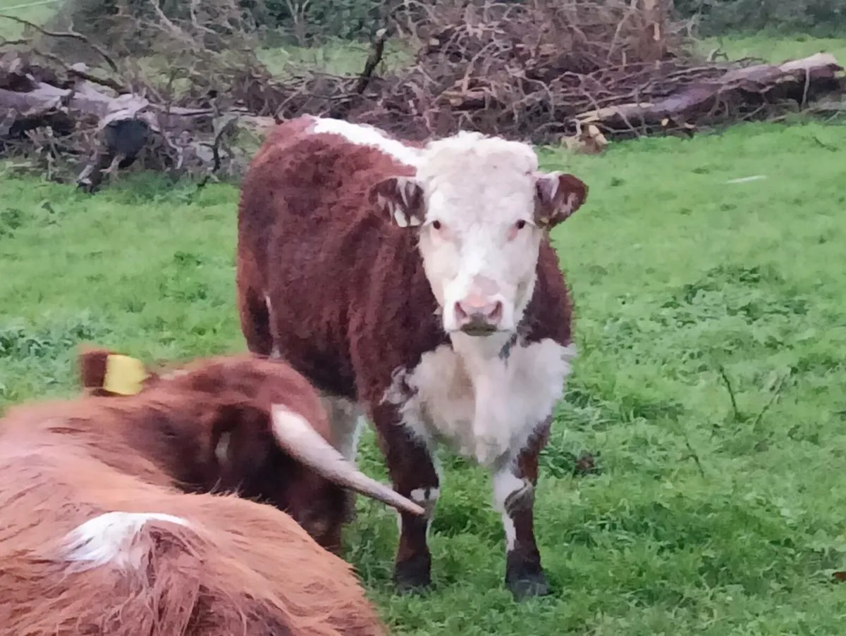 Hereford heifer - Image 2
