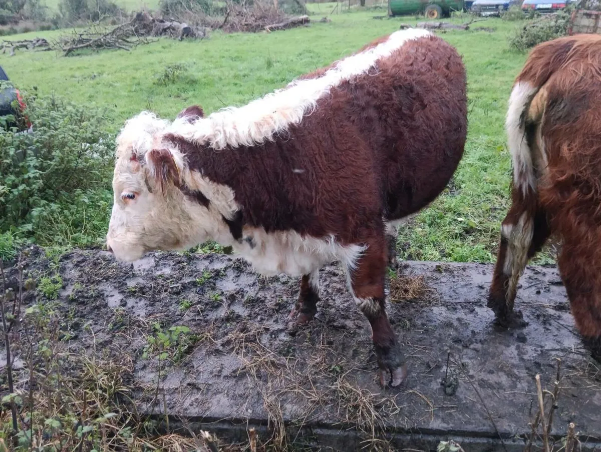 Hereford heifer - Image 3