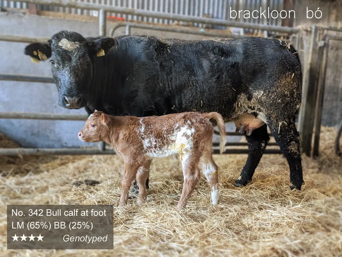 Heifers - 'calves at foot' - Image 2
