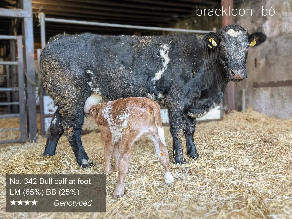 Heifers - 'calves at foot' - Image 3