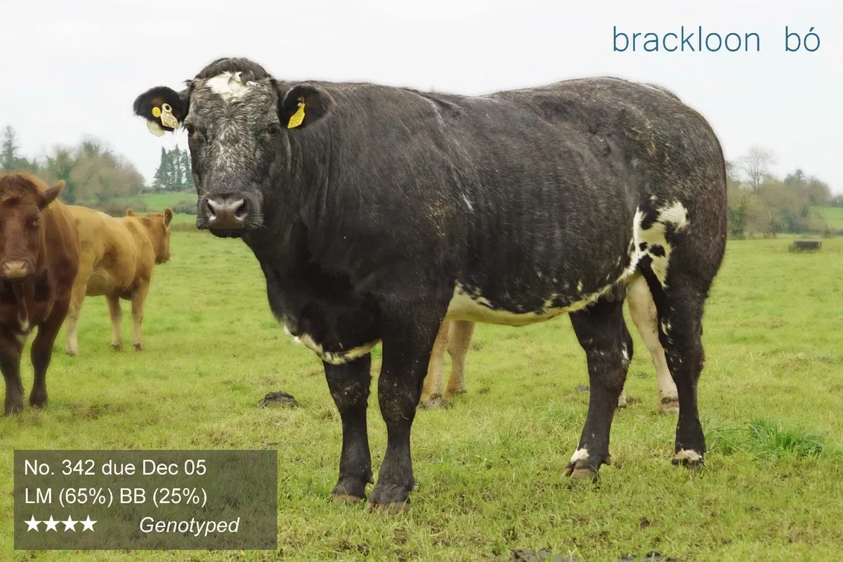 Heifers - 'calves at foot' - Image 4