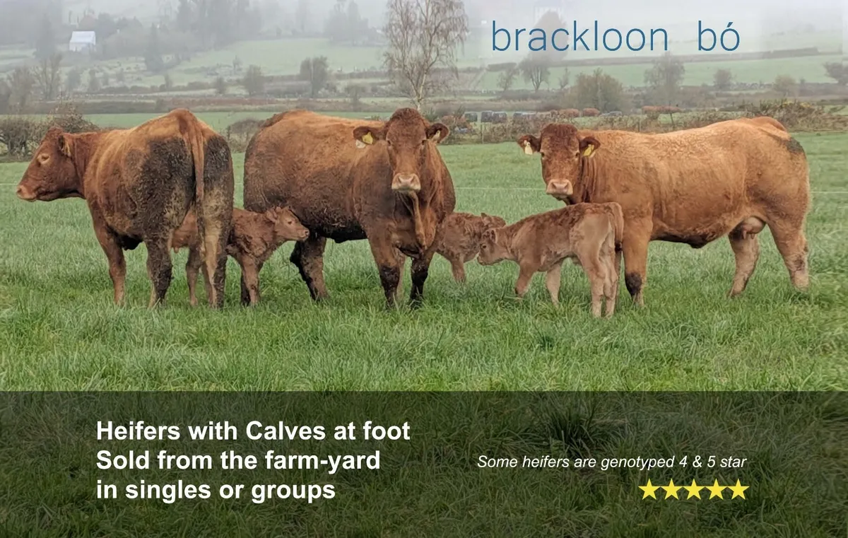 Heifers - 'calves at foot' - Image 1