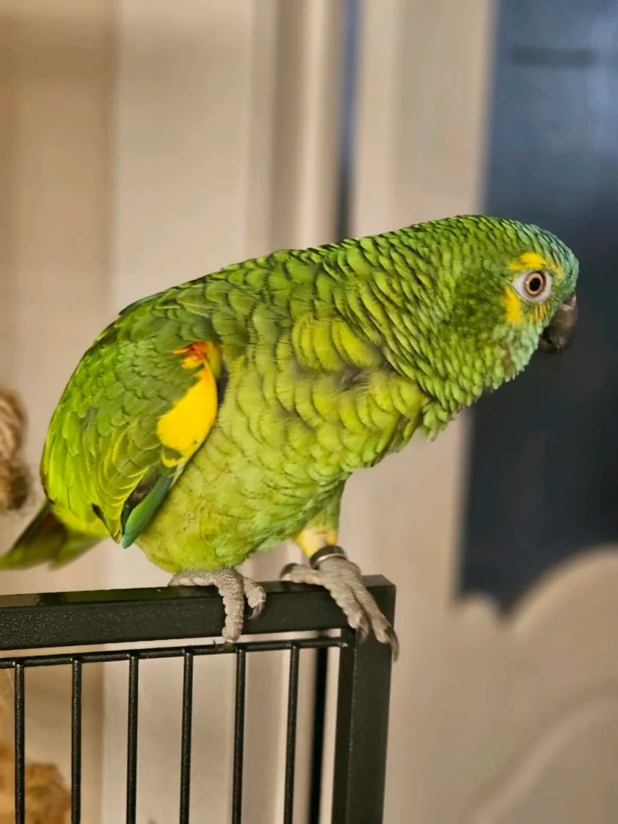 Blue fronted amazon - Image 2