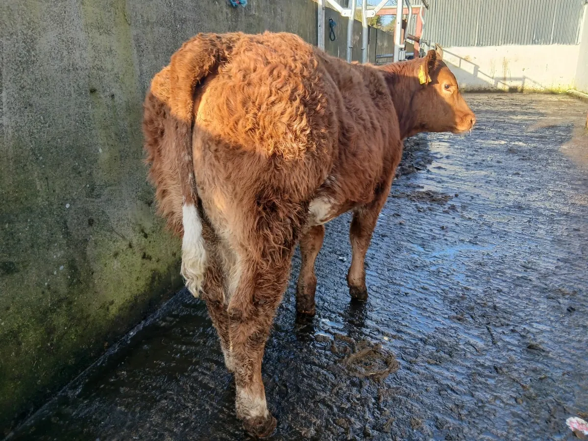 2 Super breeding  weanling-heifer - Image 2
