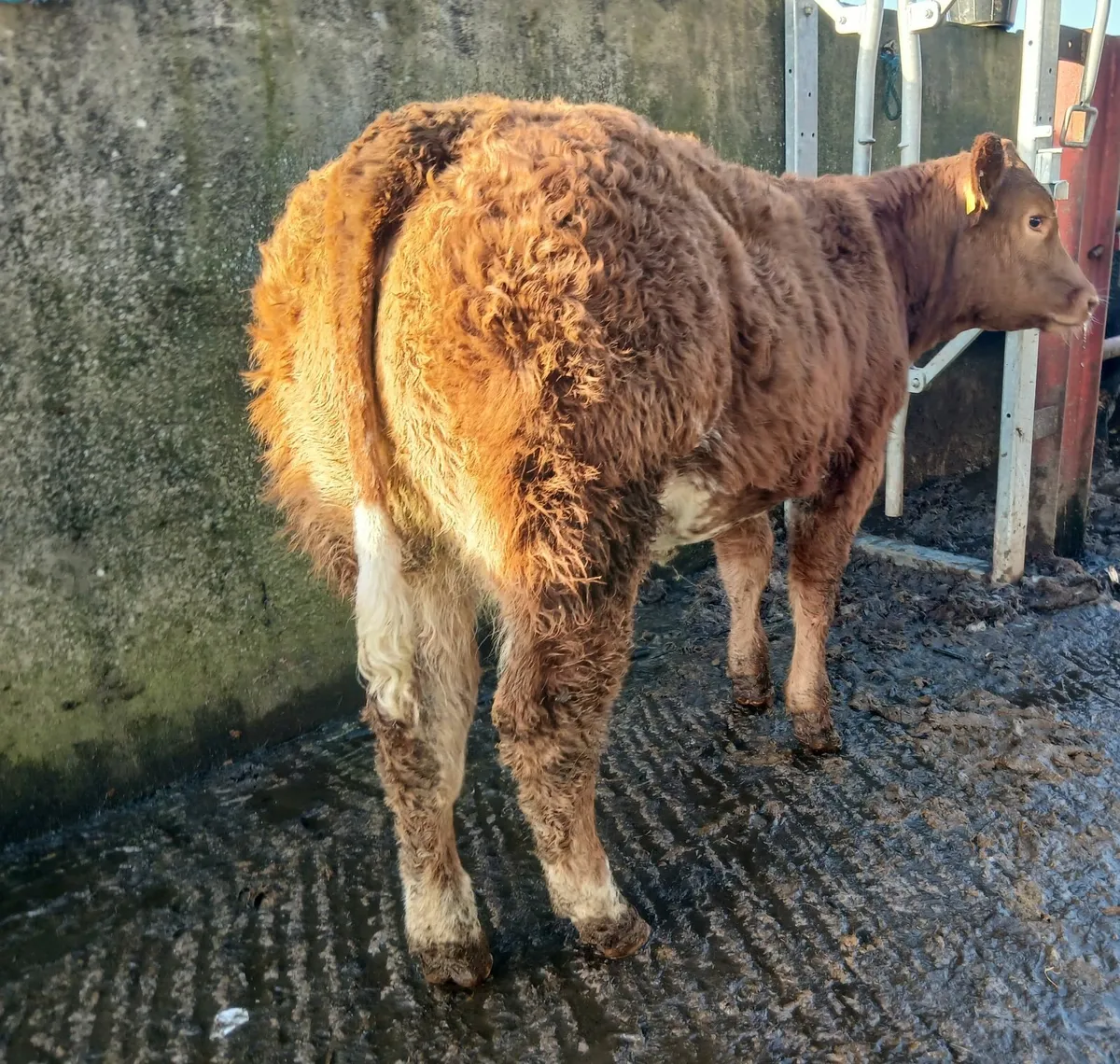 2 Super breeding  weanling-heifer - Image 1