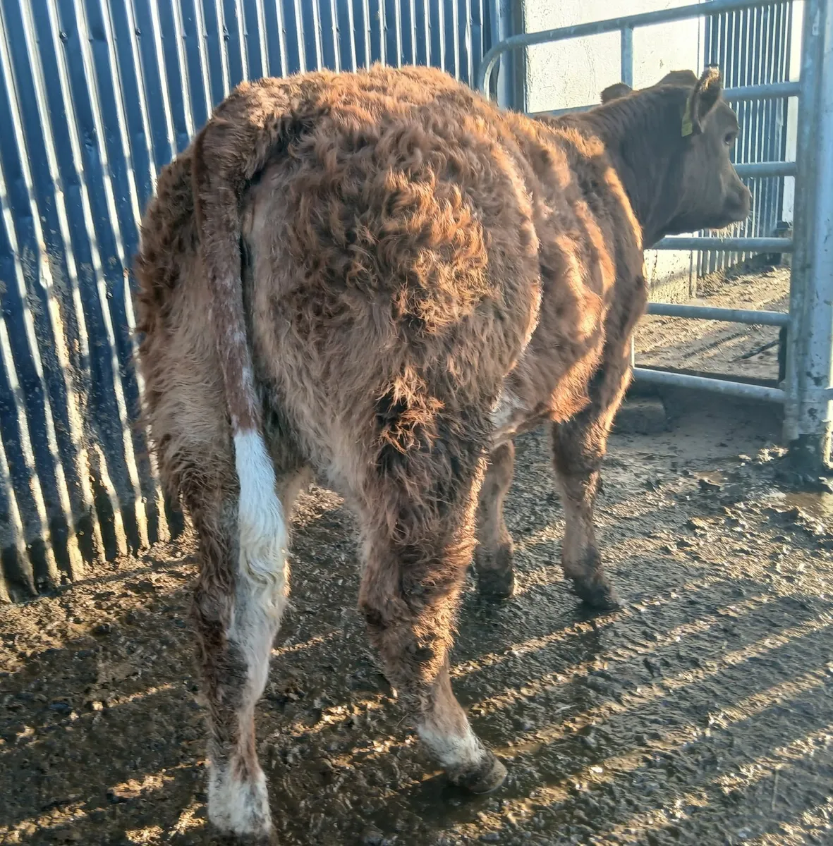 2 Super breeding  weanling-heifer - Image 3