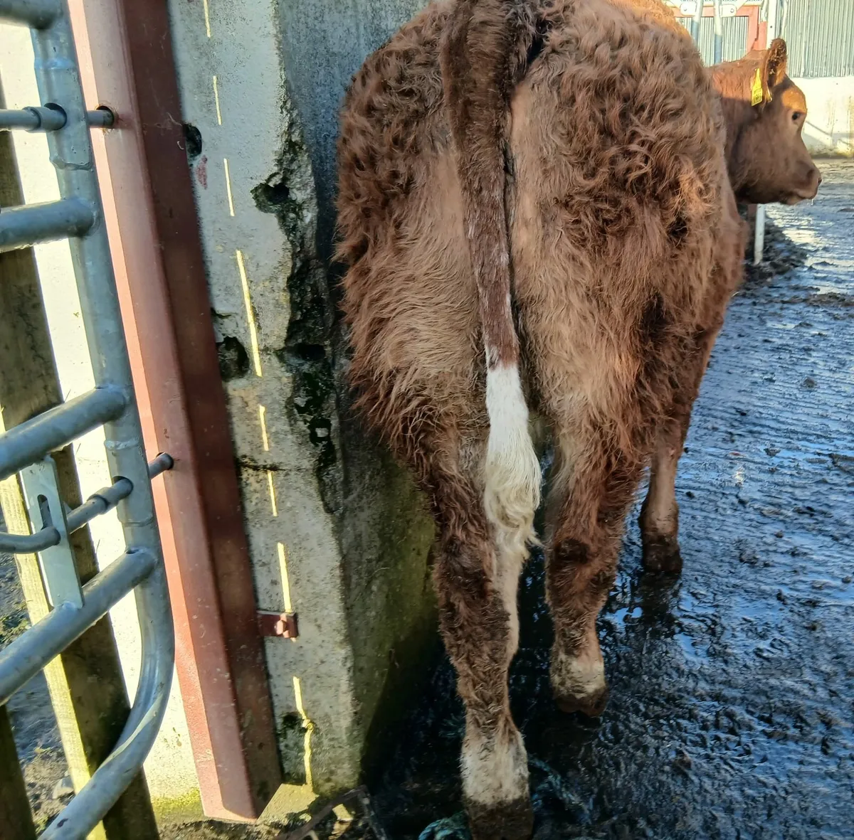 2 Super breeding  weanling-heifer - Image 4