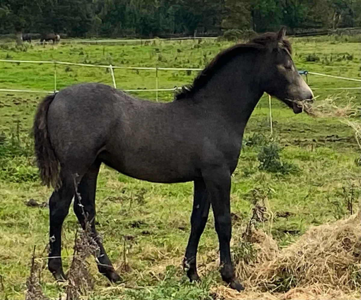 Connemara Filly Foal - Image 1