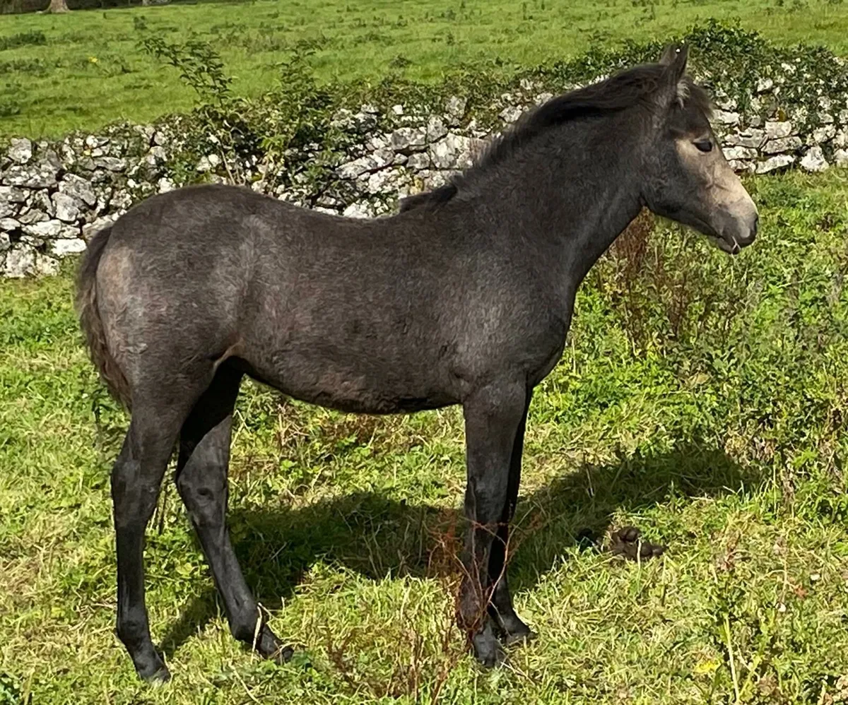 Connemara Filly Foal - Image 2