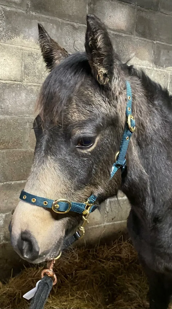 Connemara Filly Foal - Image 3