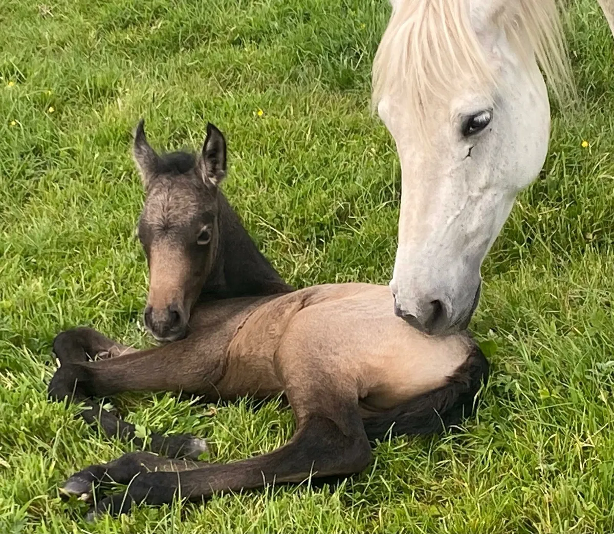 Connemara Filly Foal - Image 4