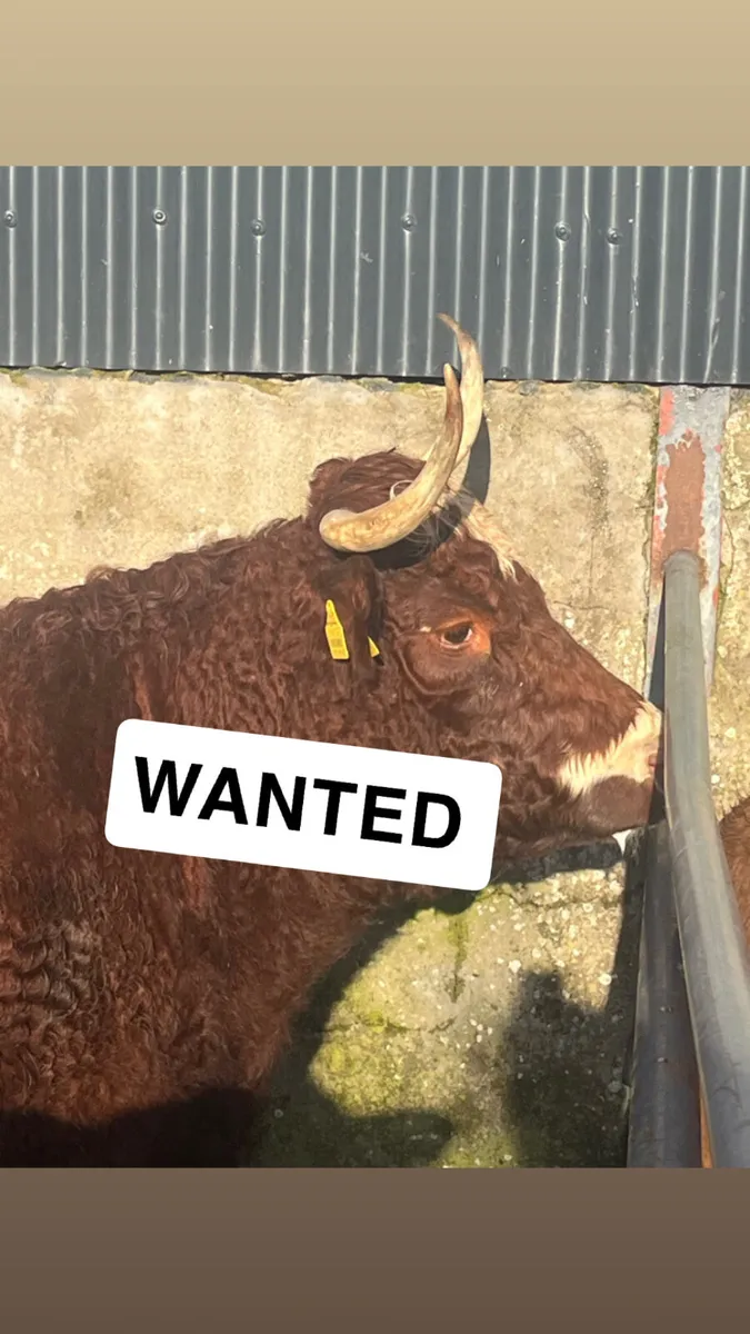 WANTED ALL CULL CATTLE