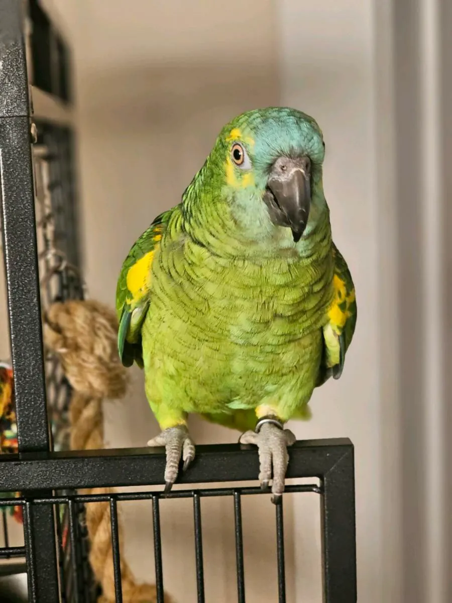 Blue fronted amazon - Image 1
