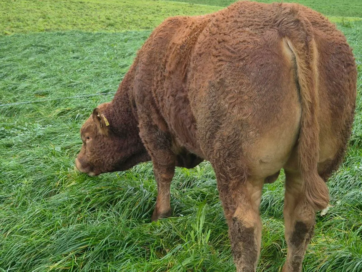 Limousin bulls - Image 1