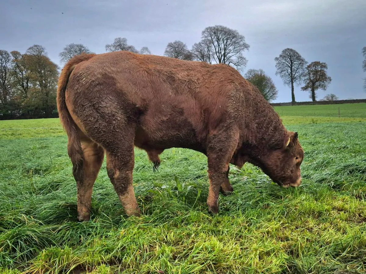 Limousin bulls - Image 2