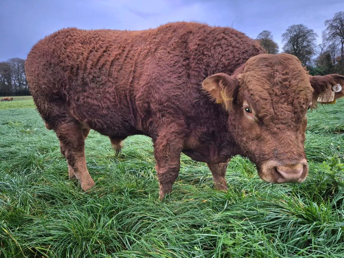 Limousin bulls - Image 3