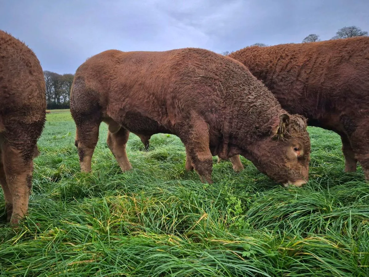 Limousin bulls - Image 4