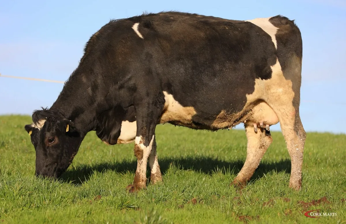 CLEARANCE SALE 170 COWS THUR 11 DEC- BANDON MART - Image 2