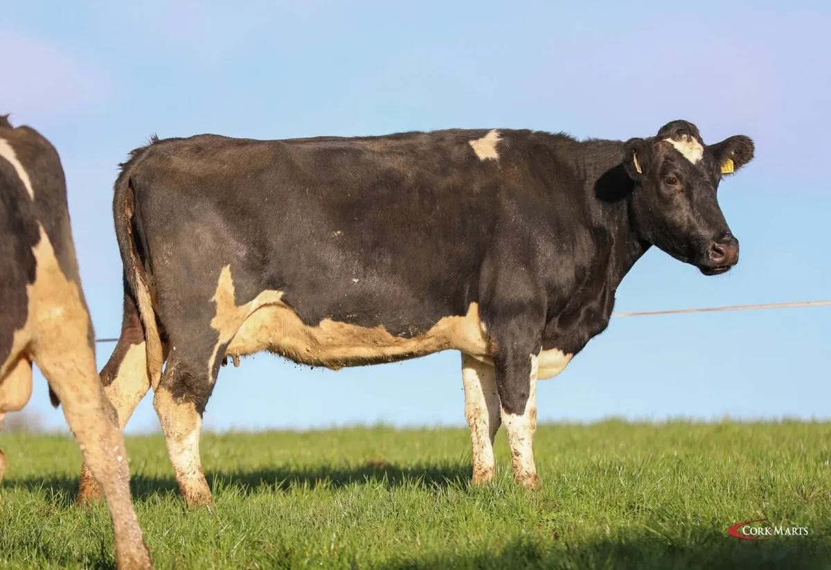 CLEARANCE SALE 170 COWS THUR 11 DEC- BANDON MART - Image 3