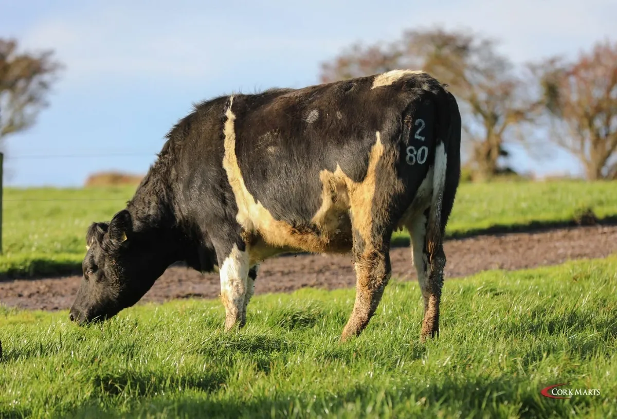 CLEARANCE SALE 170 COWS THUR 11 DEC- BANDON MART - Image 4