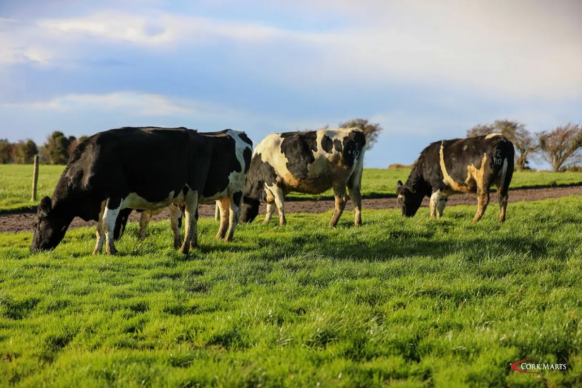 CLEARANCE SALE 170 COWS THUR 11 DEC- BANDON MART - Image 1