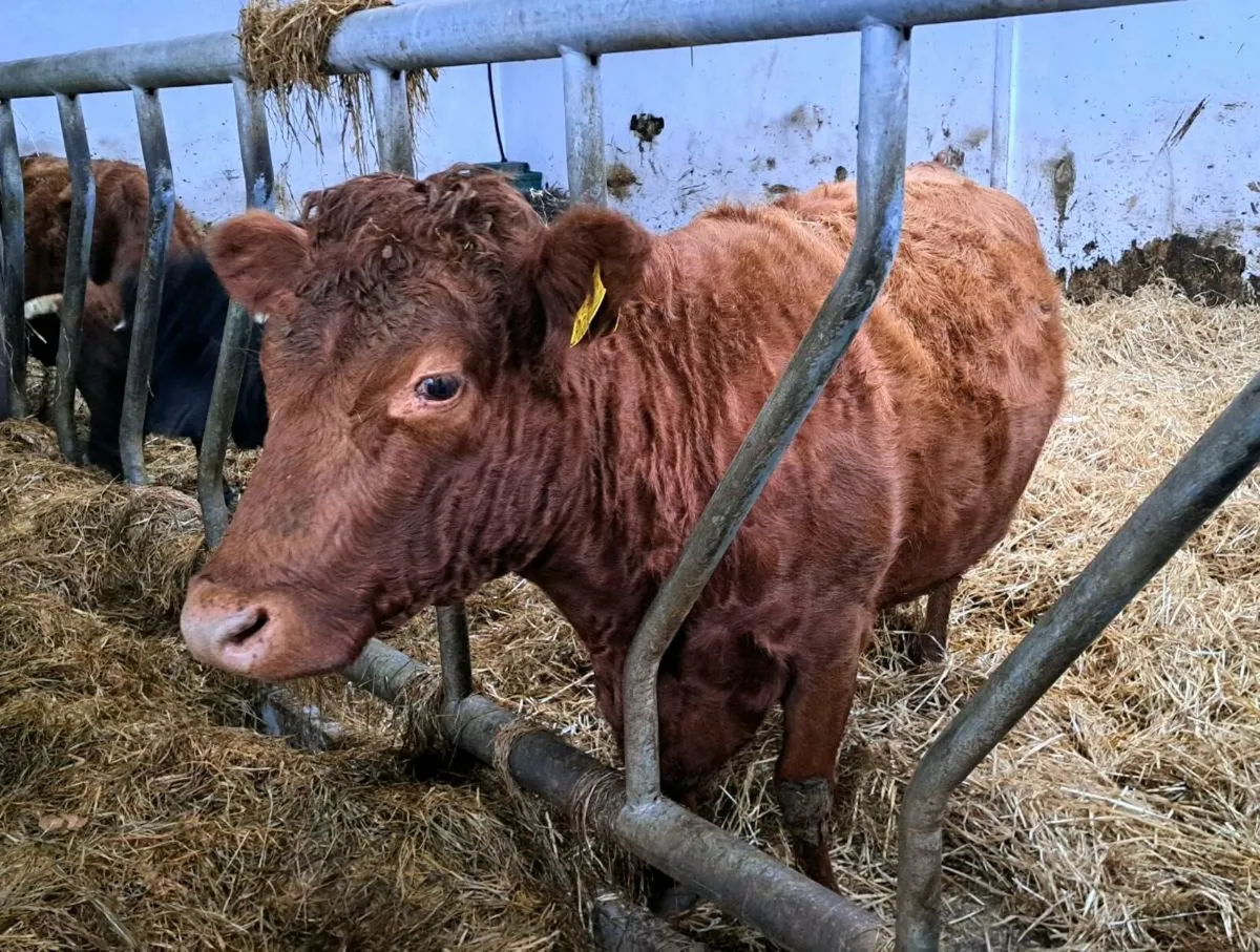 Dexter cow & bull calf - Image 1