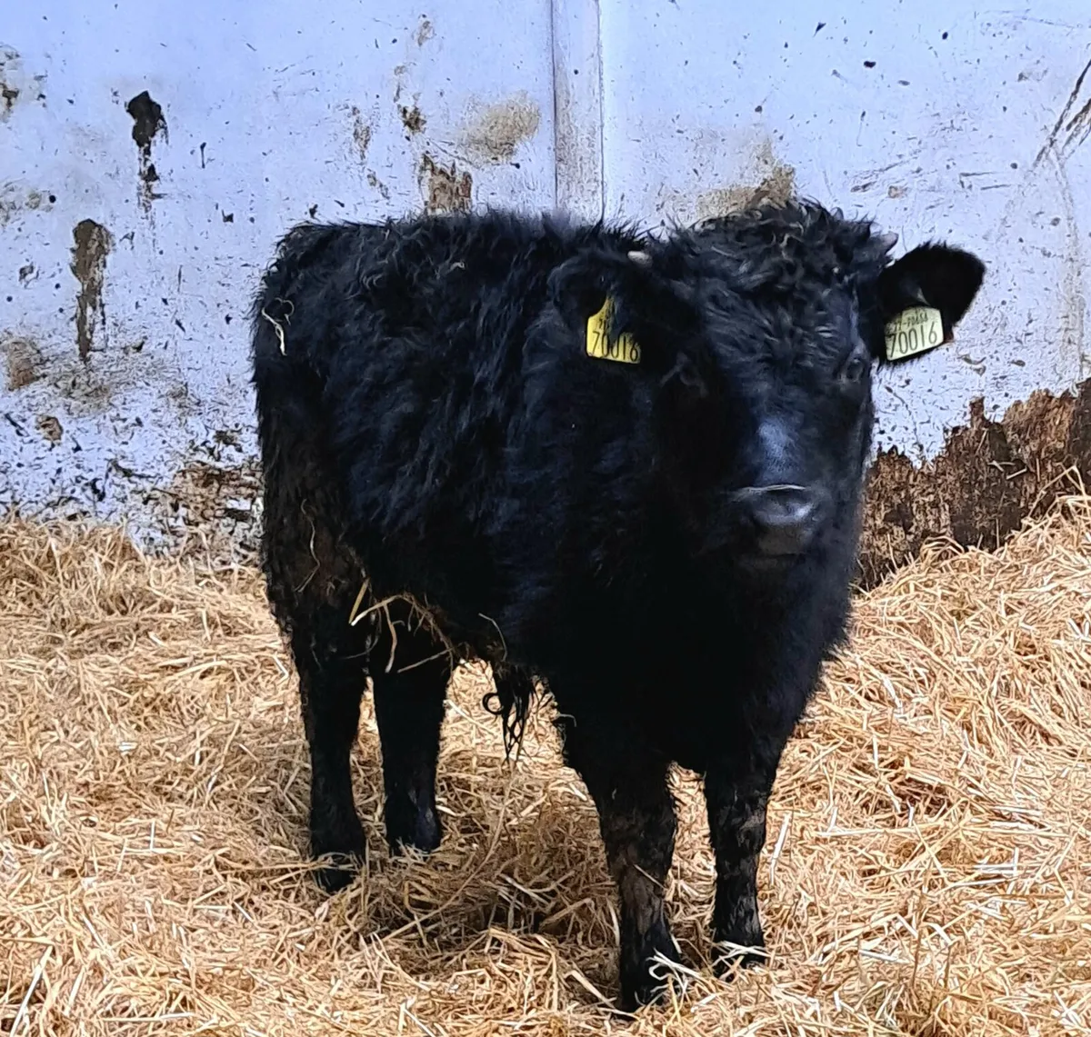 Dexter cow & bull calf - Image 2
