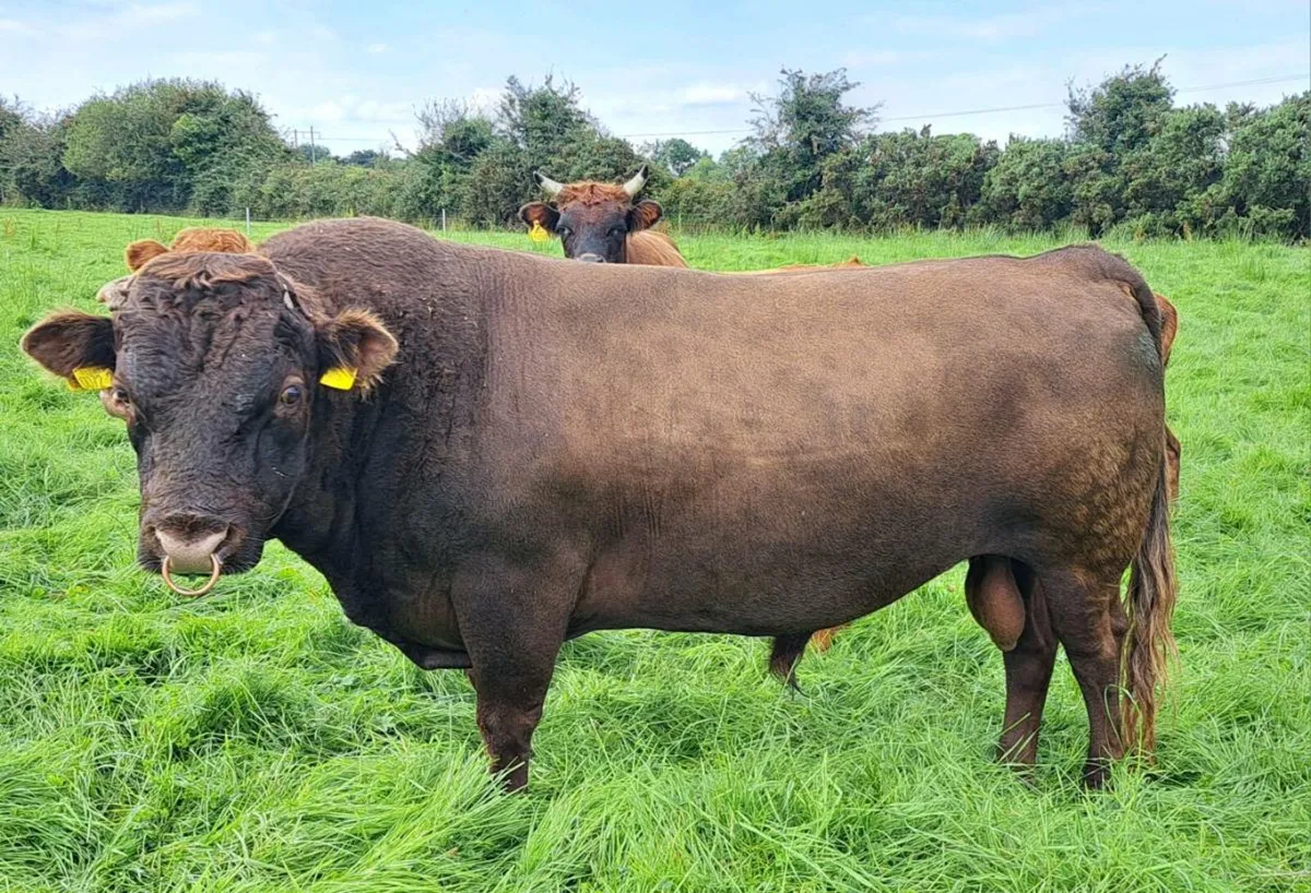 Dexter cow & bull calf - Image 3
