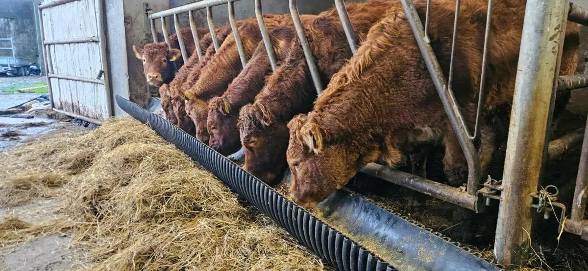 8 Exceptional limousin Heifers - Image 1