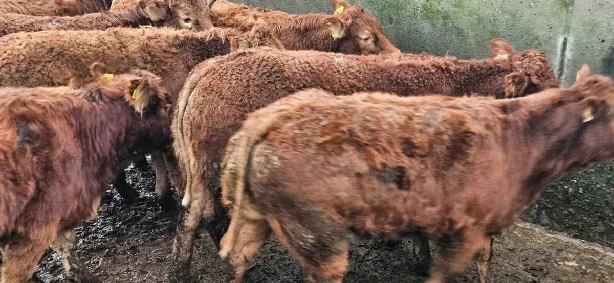 8 Exceptional limousin Heifers - Image 2